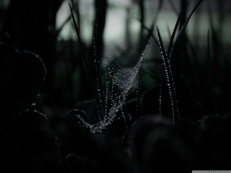 Spiderweb with Dewdrops — Black, Moody