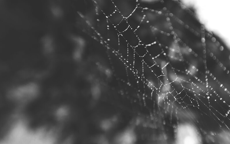 Spiderweb with Dewdrops — Black, Serene, Morning, Photograph