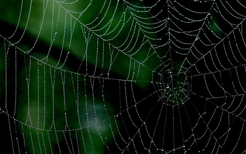 Spiderweb with Dewdrops — Black, Serene, Morning