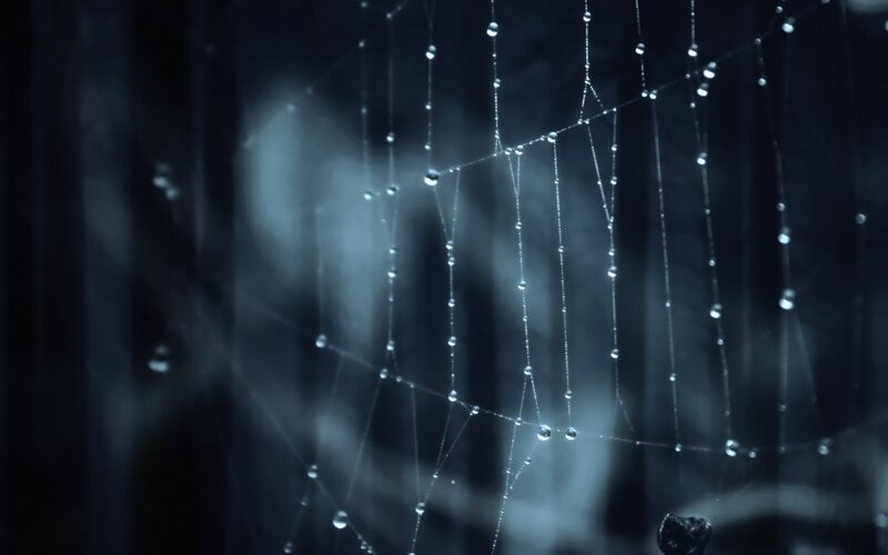 Spiderweb with Dewdrops — Black, Serene, Night, Photograph