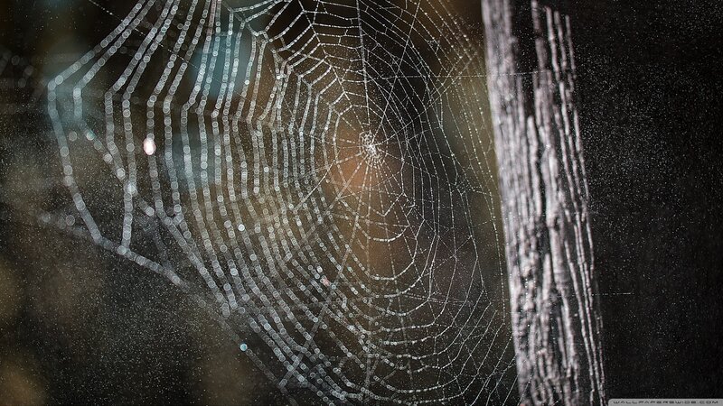Spiderweb with Dewdrops — Black, Serene, Night