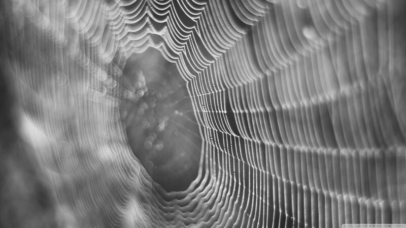 Spiderweb with Dewdrops — Black, Serene, Photograph