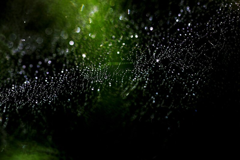 Spiderweb with Dewdrops — Black, Serene