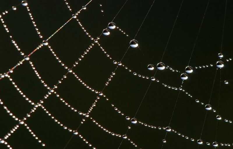 Spiderweb with Dewdrops — Black