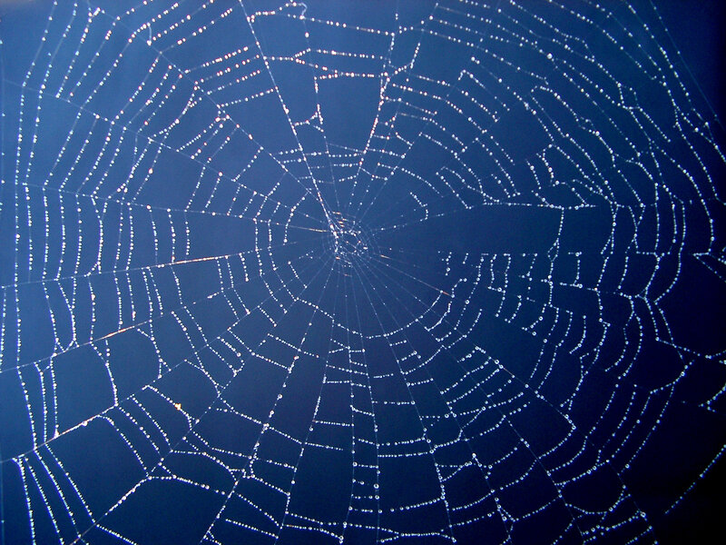 Spiderweb with Dewdrops — Blue, Calm