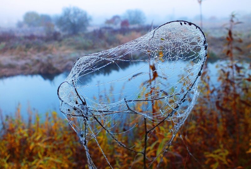 Spiderweb with Dewdrops — Blue, Misty