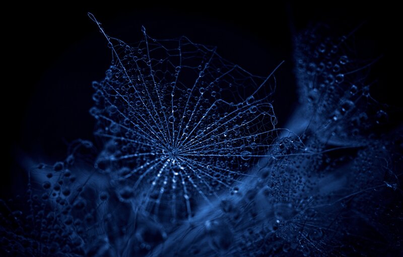 Spiderweb with Dewdrops — Blue, Mysterious