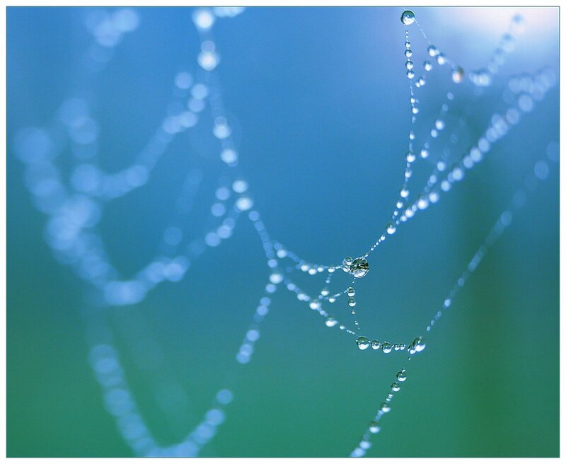 Spiderweb with Dewdrops — Blue, Serene, Morning, Photograph, Bokeh