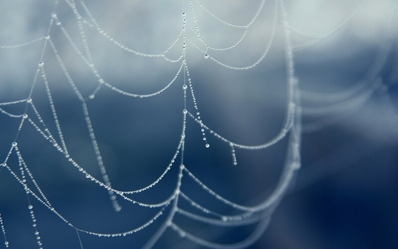 Spiderweb with Dewdrops — Blue, Serene, Morning, Photograph, Cobweb