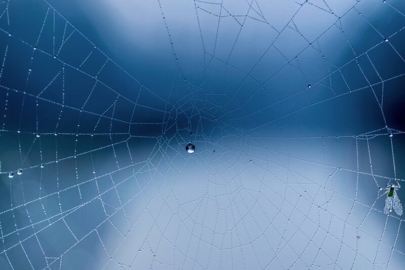 Spiderweb with Dewdrops — Blue, Serene, Morning, Photograph, Insect