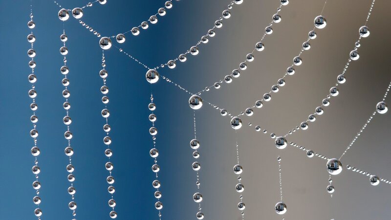 Spiderweb with Dewdrops — Blue, Serene, Morning, Photograph, Sky, Building Reflection