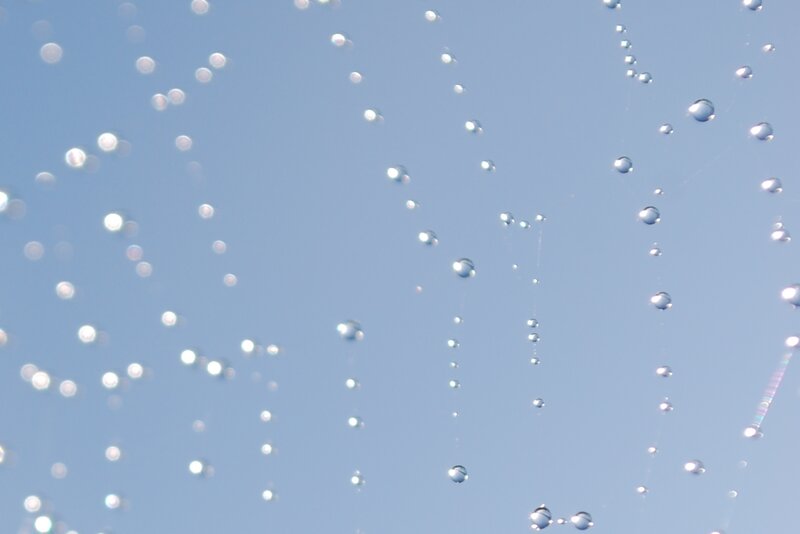 Spiderweb with Dewdrops — Blue, Serene, Morning, Photograph, Sky, Threads