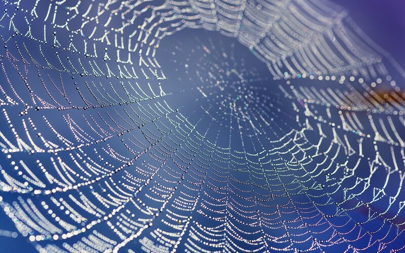 Spiderweb with Dewdrops — Blue, Serene, Morning, Photograph, Sky