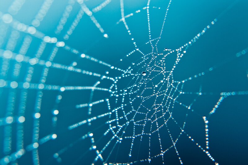 Spiderweb with Dewdrops — Blue, Serene, Morning, Photograph