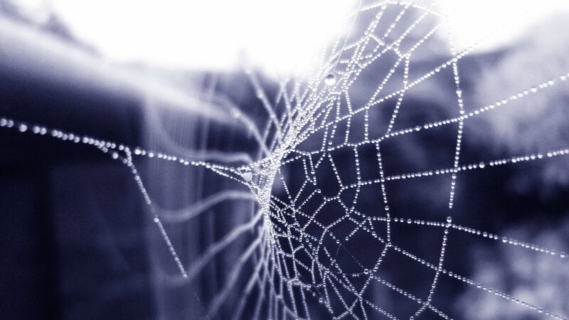 Spiderweb with Dewdrops — Blue, Serene, Morning