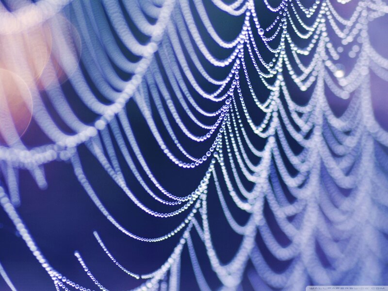 Spiderweb with Dewdrops — Blue, Serene, Night, Photograph
