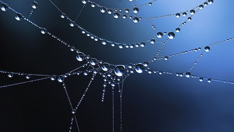 Spiderweb with Dewdrops — Blue, Serene