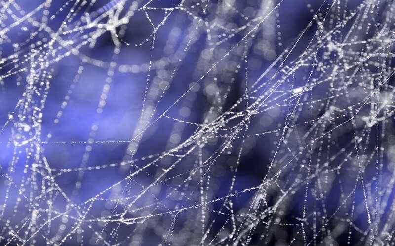 Spiderweb with Dewdrops — Blue