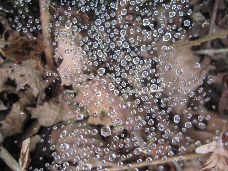 Spiderweb with Dewdrops — Brown, Calm