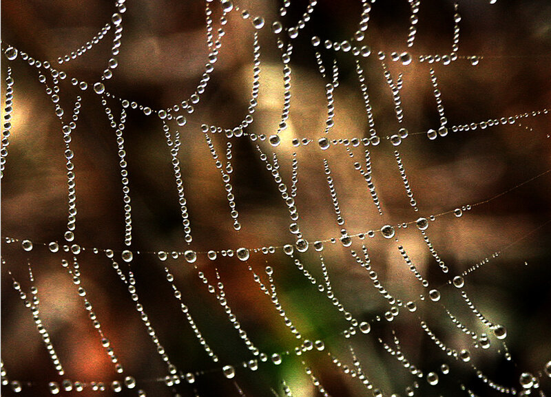Spiderweb with Dewdrops — Brown, Serene, Morning, Photograph, Foliage