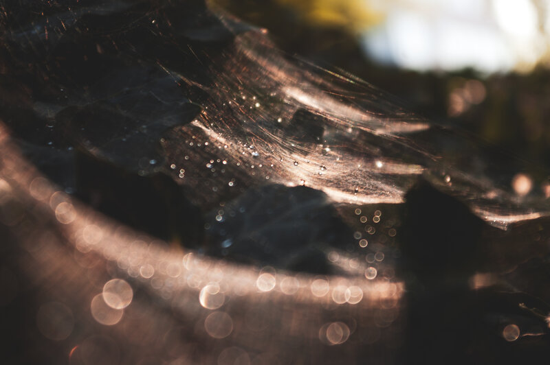 Spiderweb with Dewdrops — Brown, Serene, Morning, Photograph