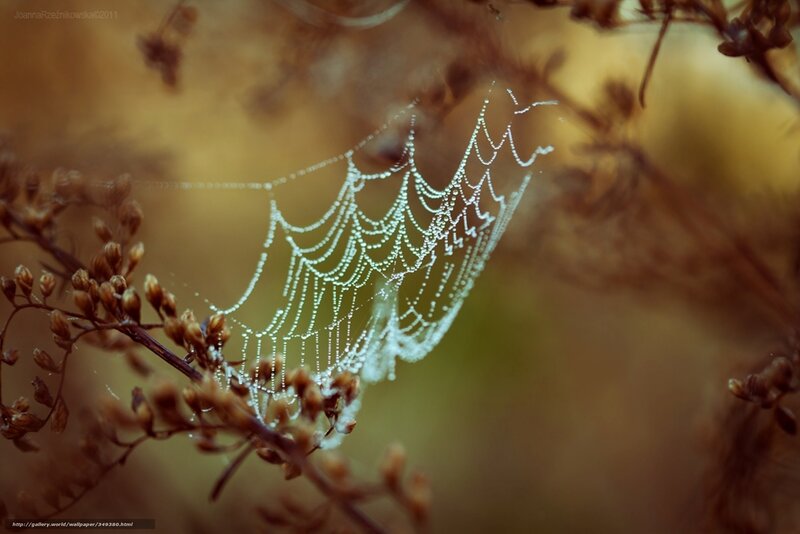 Spiderweb with Dewdrops — Brown, Serene, Morning