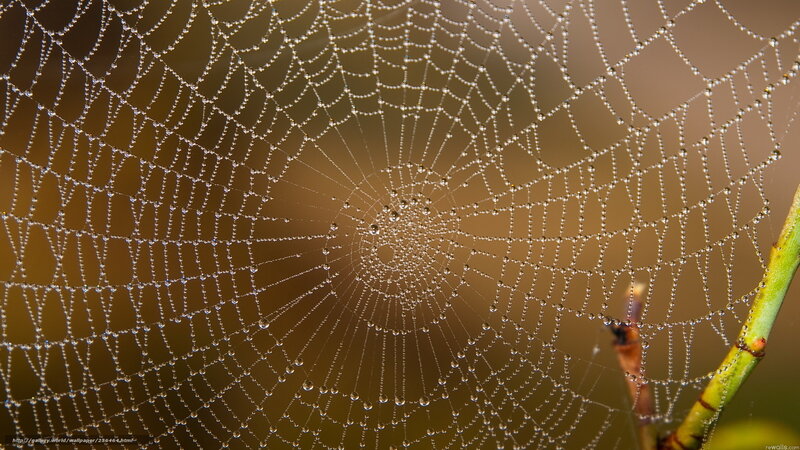 Spiderweb with Dewdrops — Brown, Serene