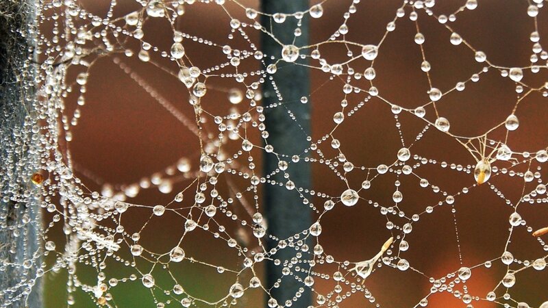Spiderweb with Dewdrops — Brown