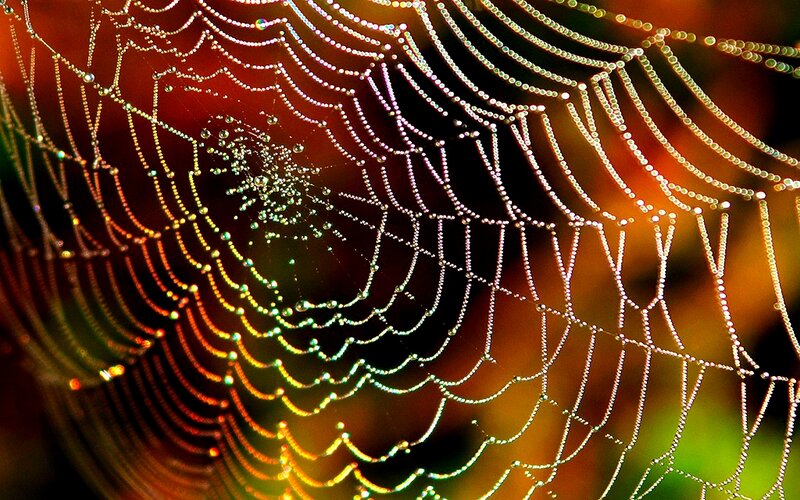 Spiderweb with Dewdrops — Gold, Serene