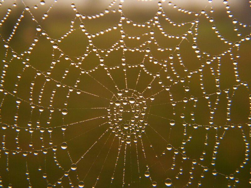 Spiderweb with Dewdrops — Gold
