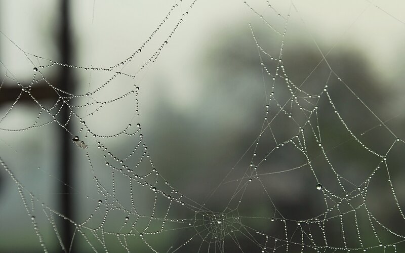 Spiderweb with Dewdrops — Gray, Calm