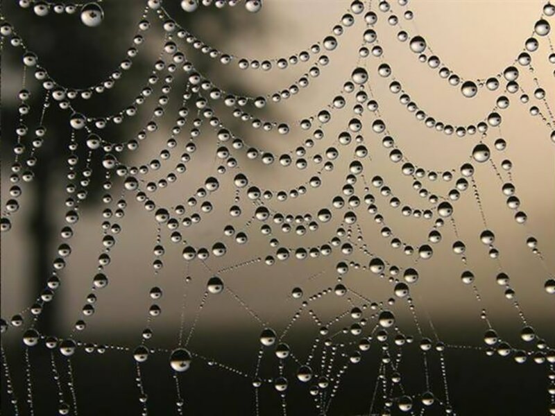 Spiderweb with Dewdrops — Gray, Serene, Morning, Photograph, Morning Light