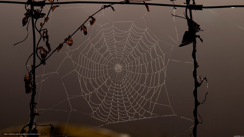 Spiderweb with Dewdrops — Gray, Serene, Morning