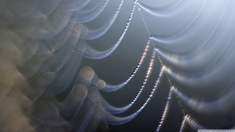 Spiderweb with Dewdrops — Gray, Serene