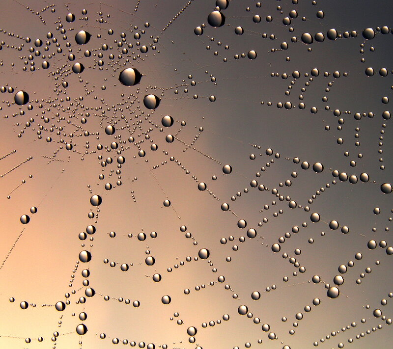 Spiderweb with Dewdrops — Gray