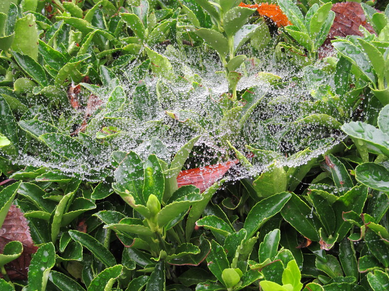 Spiderweb with Dewdrops — Green, Calm