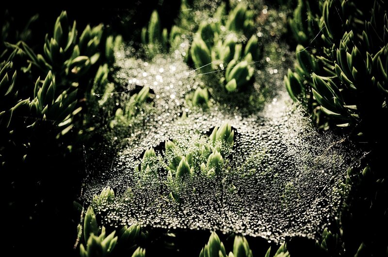 Spiderweb with Dewdrops — Green, Dramatic