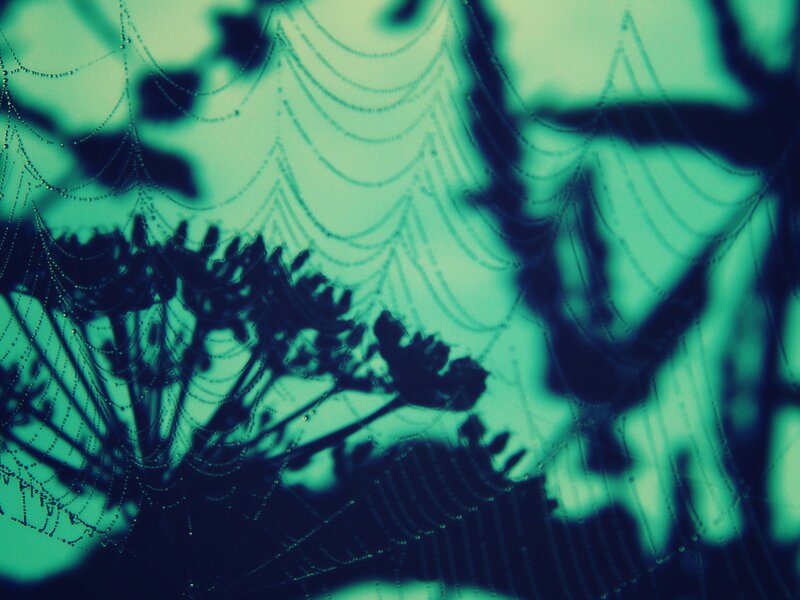 Spiderweb with Dewdrops — Green, Mysterious