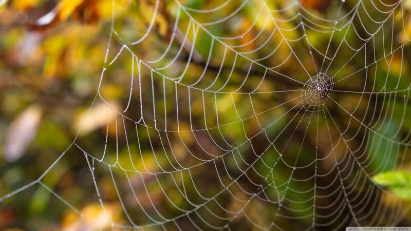 Spiderweb with Dewdrops — Green, Serene, Autumn