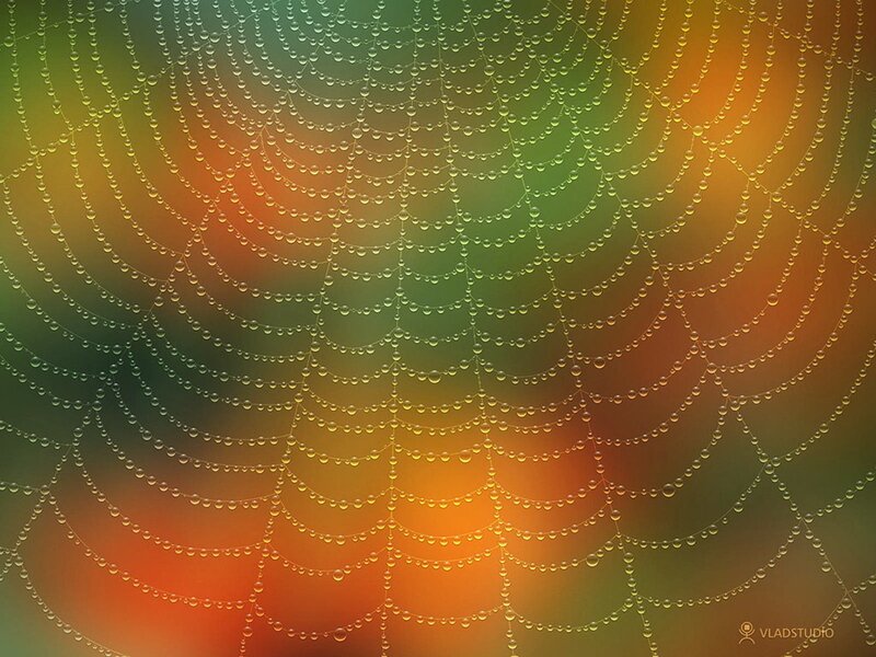 Spiderweb with Dewdrops — Green, Serene, Morning, Digital Art