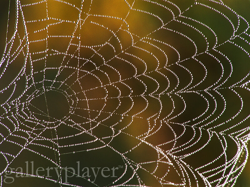 Spiderweb with Dewdrops — Green, Serene, Morning, Photograph, Background
