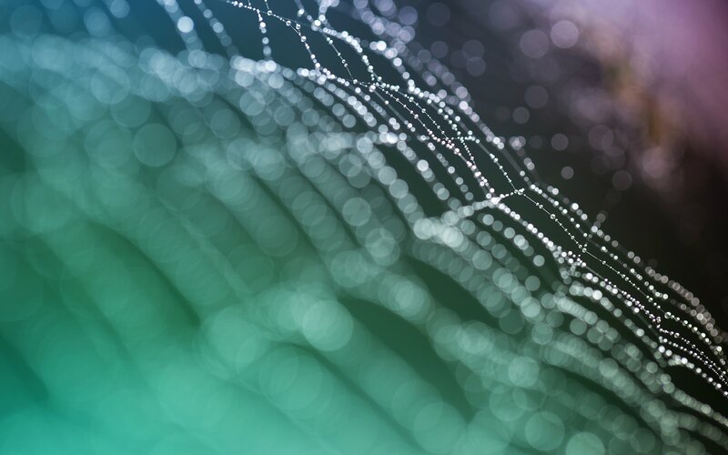 Spiderweb with Dewdrops — Green, Serene, Morning, Photograph, Bokeh, Green Background