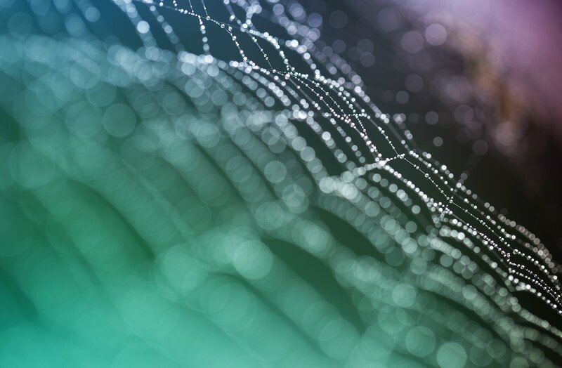 Spiderweb with Dewdrops — Green, Serene, Morning, Photograph, Bokeh, Green Leaves