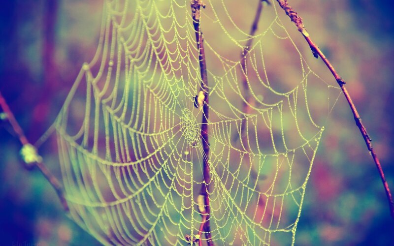 Spiderweb with Dewdrops — Green, Serene, Morning, Photograph, Branches, Forest