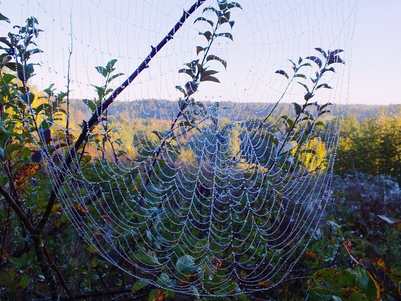 Spiderweb with Dewdrops — Green, Serene, Morning, Photograph, Branches