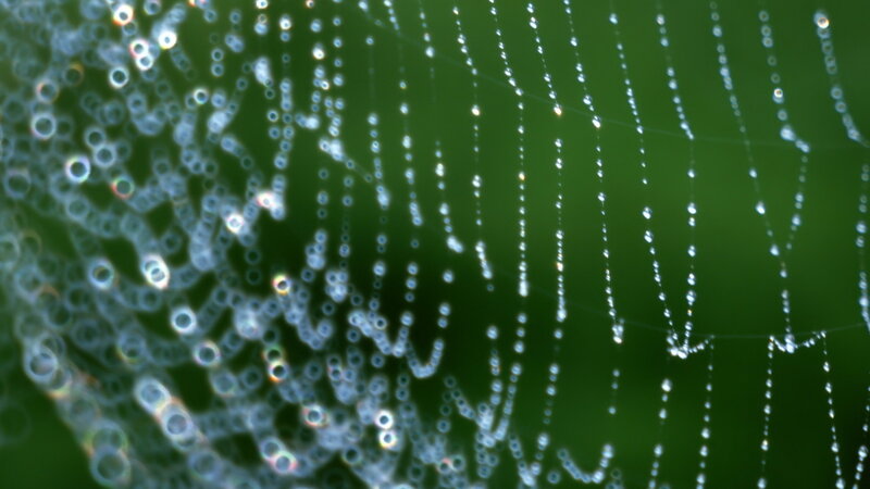 Spiderweb with Dewdrops — Green, Serene, Morning, Photograph, Dew