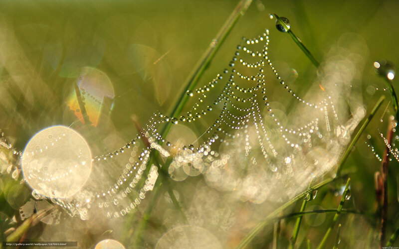 Spiderweb with Dewdrops — Green, Serene, Morning, Photograph, Grass