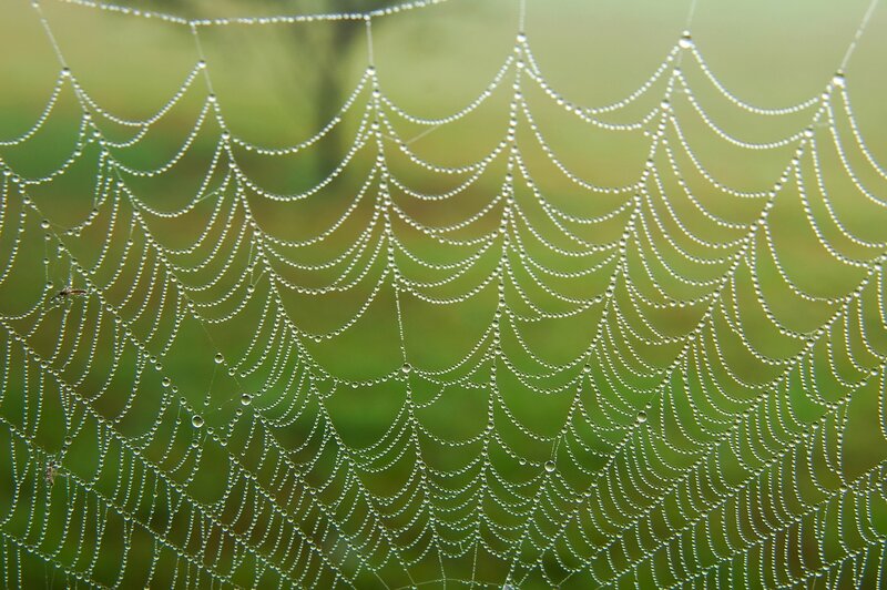 Spiderweb with Dewdrops — Green, Serene, Morning, Photograph, Green Background, Insect