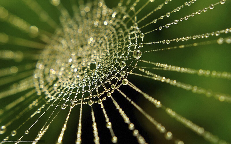 Spiderweb with Dewdrops — Green, Serene, Morning, Photograph, Green Background, Sunlight