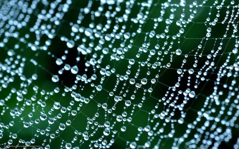 Spiderweb with Dewdrops — Green, Serene, Morning, Photograph, Green Background, Threads